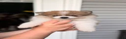 Pomeranian dogs for sale: Pomeranian 1 - Ad 3