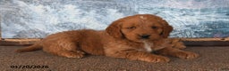 Goldendoodle dogs for sale: Perry - Ad 2