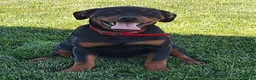 Mixed Breed dogs for sale: Lilly - Ad 3
