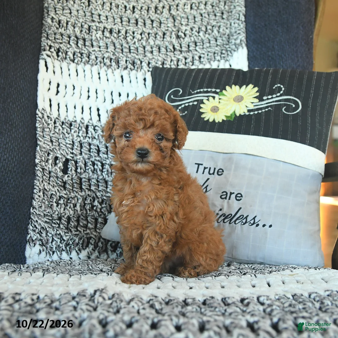 Toy Poodle dogs for sale: Lacey  - Ad 3