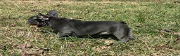 French Bulldog dogs for sale: Bloom  - Ad 8