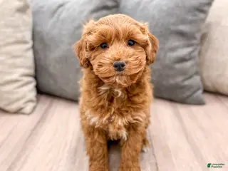 Goldendoodle dogs Alexis - Ad 4