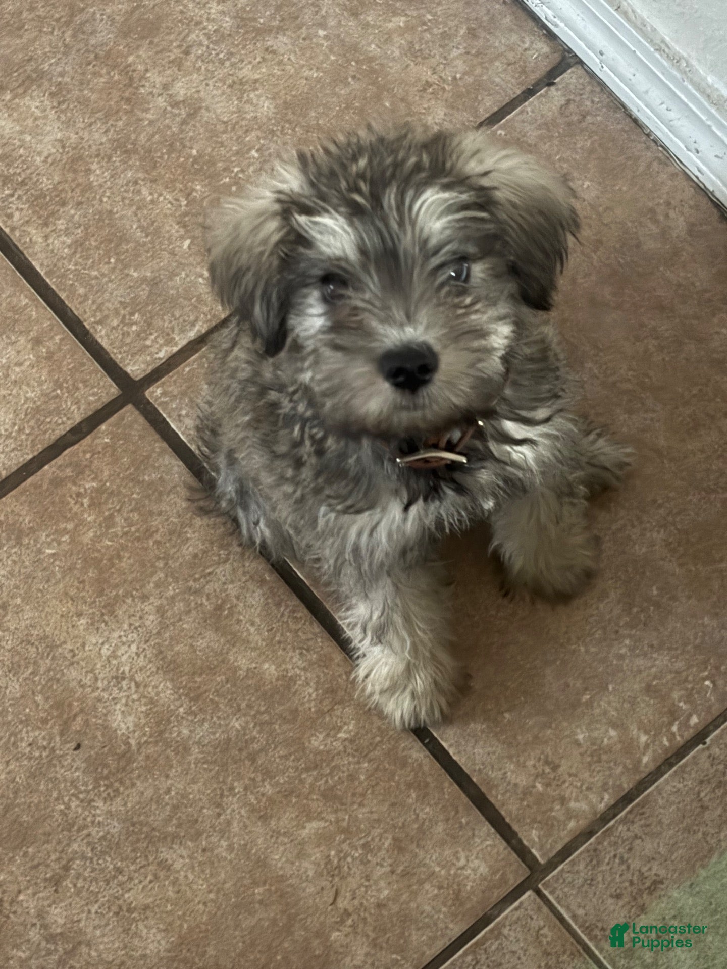Schnauzer dogs Luna - Ad 4