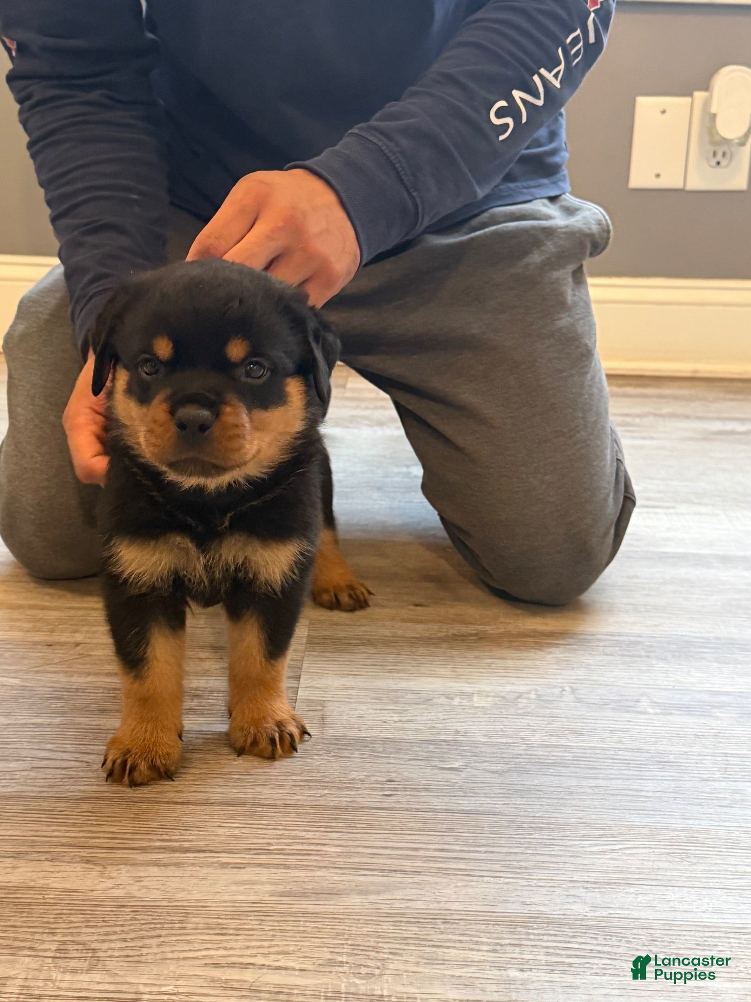 Rottweiler dogs Green collar boy  - Ad 2