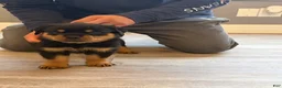 Rottweiler dogs for sale: Green collar boy  - Ad 2