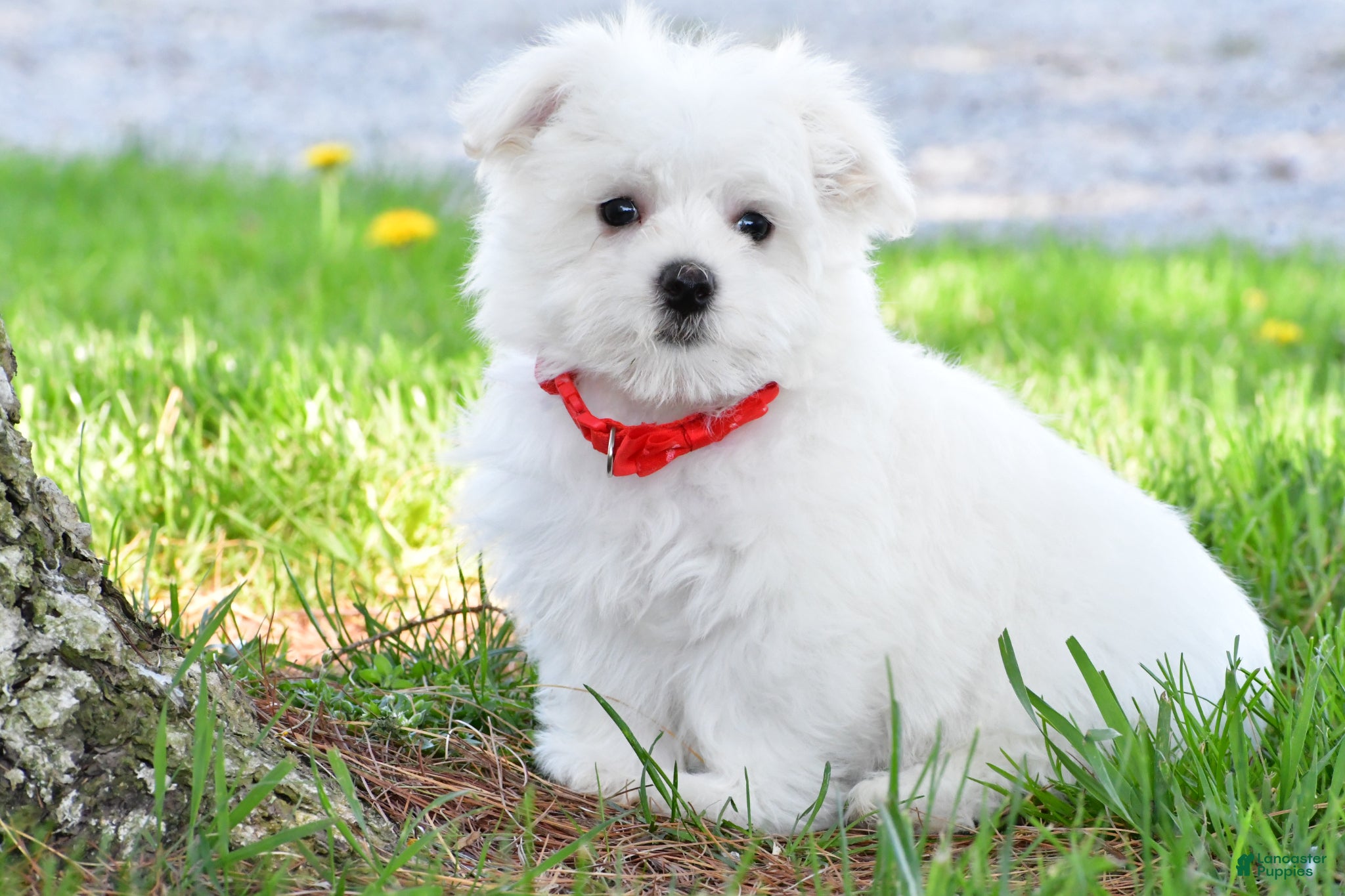 Maltese dogs Nate - Ad 2