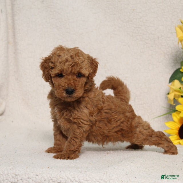 Mini Goldendoodle dogs for sale: Victor - Ad 5
