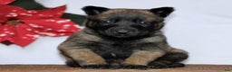 Belgian Malinois dogs for sale: Alexa  - Ad 1
