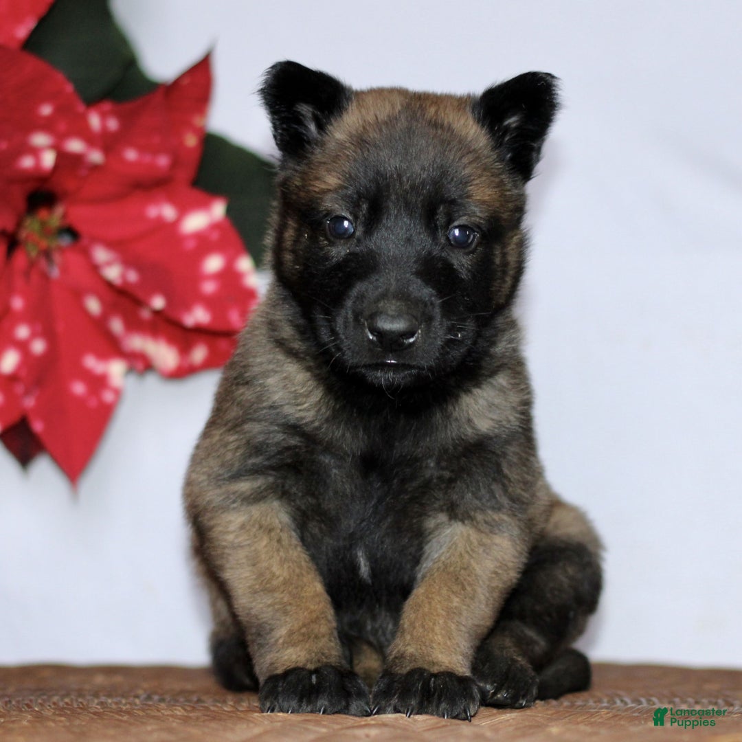 Belgian Malinois dogs for sale: Alexa  - Ad 1