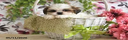 Shih Tzu dogs for sale: Alex - Ad 4