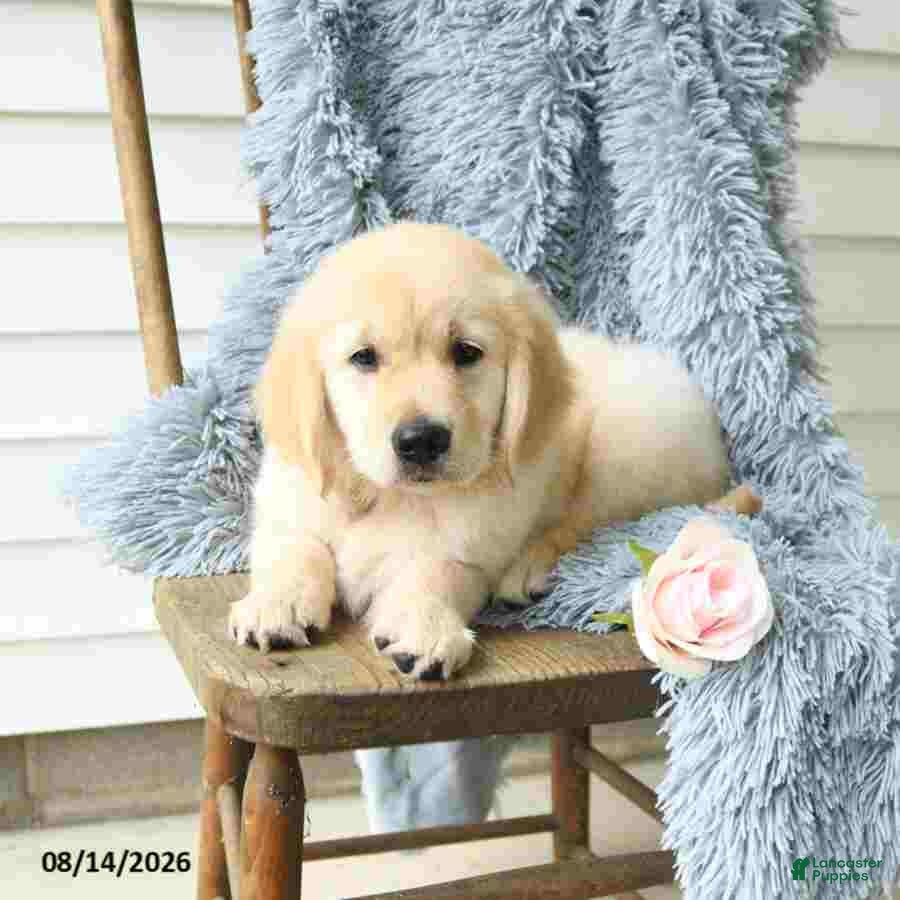Golden Retriever dogs Bella   - Ad 2