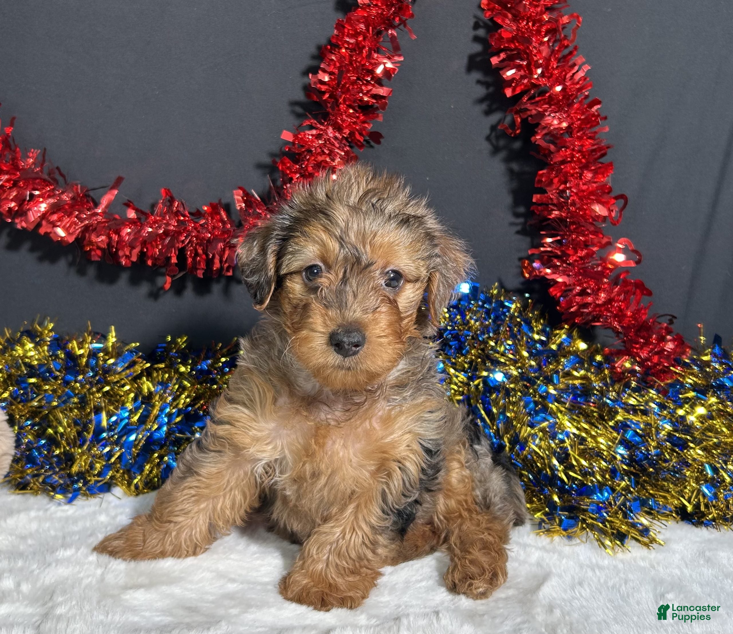 Yorkiepoo dogs Rocky - Ad 11