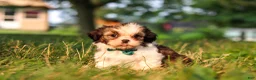 Shih Tzu dogs for sale: Malibu - Ad 1