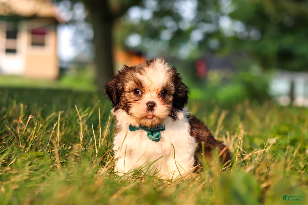 Shih Tzu dogs for sale: Malibu - Ad 1