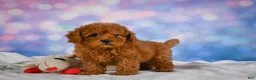 Cavapoo dogs for sale: Chief - Ad 2