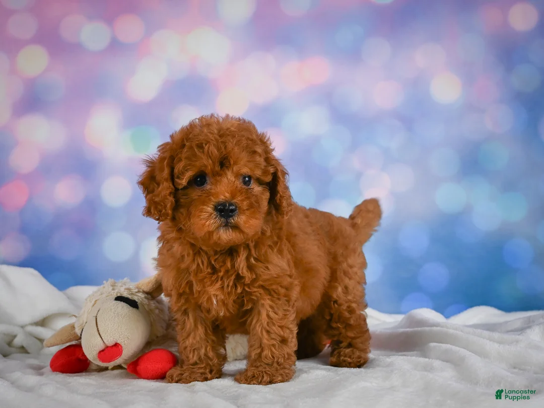 Cavapoo dogs for sale: Chief - Ad 2
