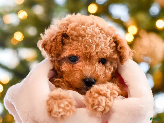Maltipoo dogs for sale: Ginger - Ad 1