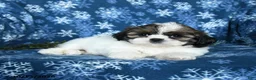 Shih Tzu dogs for sale: Kyle - Ad 4