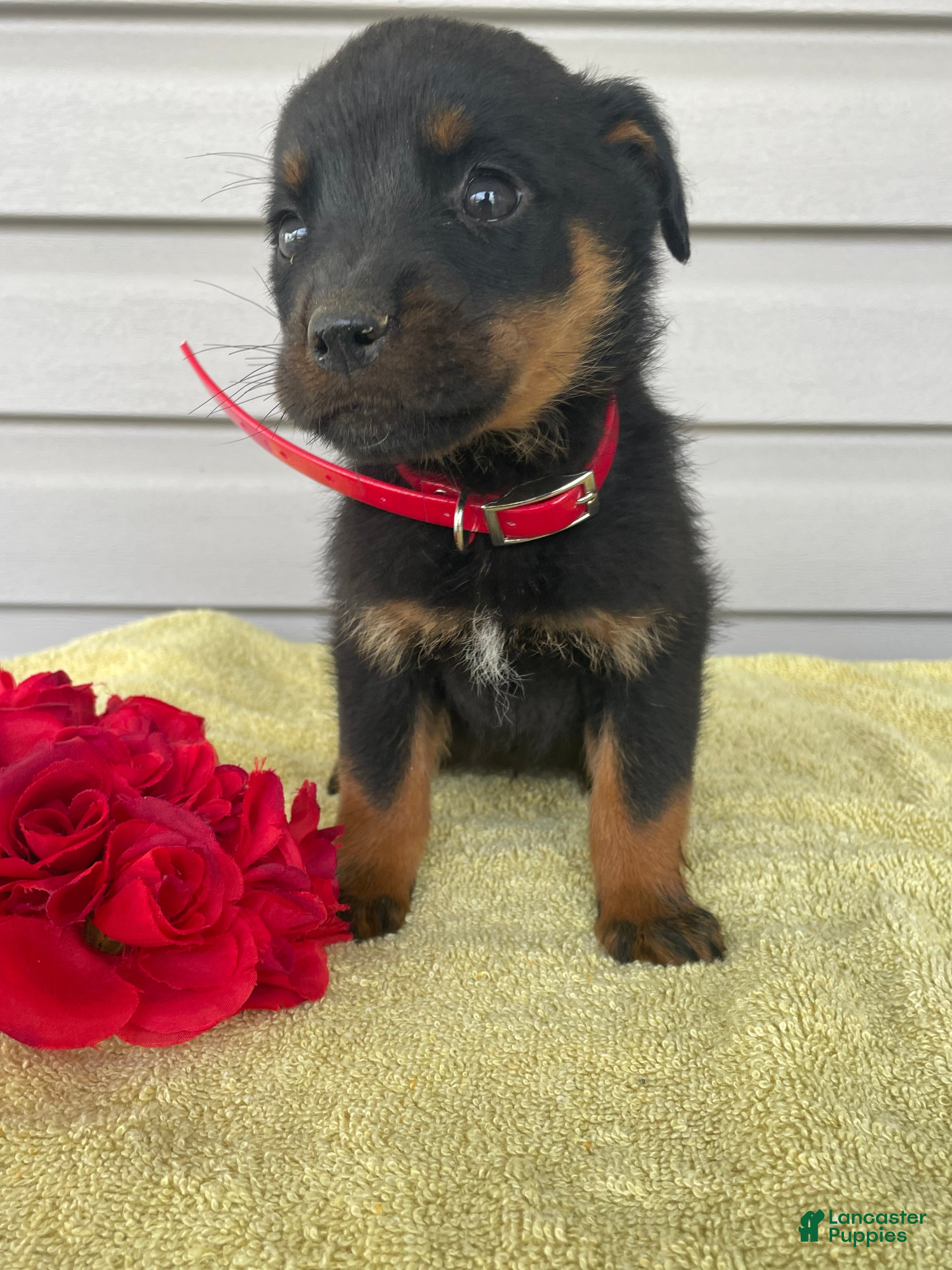 Rottweiler dogs Rover - Ad 42