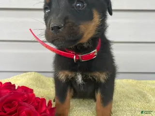 Rottweiler dogs Rover - Ad 42