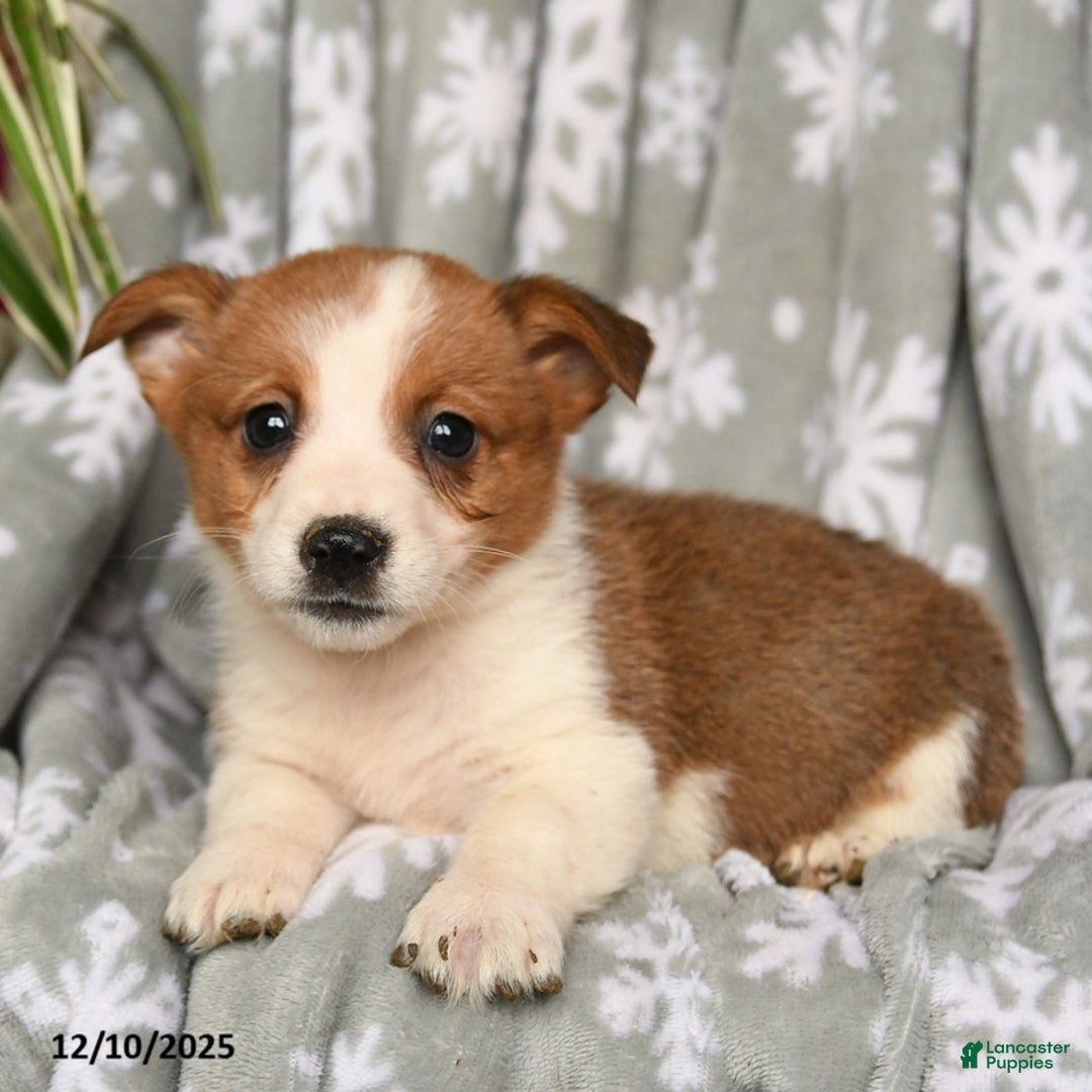 Welsh Corgi Pembroke dogs for sale: Caramel - Ad 2