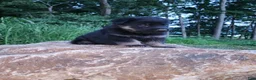German Shepherd dogs for sale: German Shepherd 3 Tripp - Ad 5