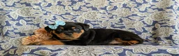 Rottweiler dogs for sale: Dayna - Ad 4
