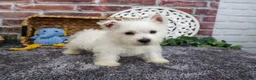 West Highland Terrier dogs for sale: Wallace - Ad 6