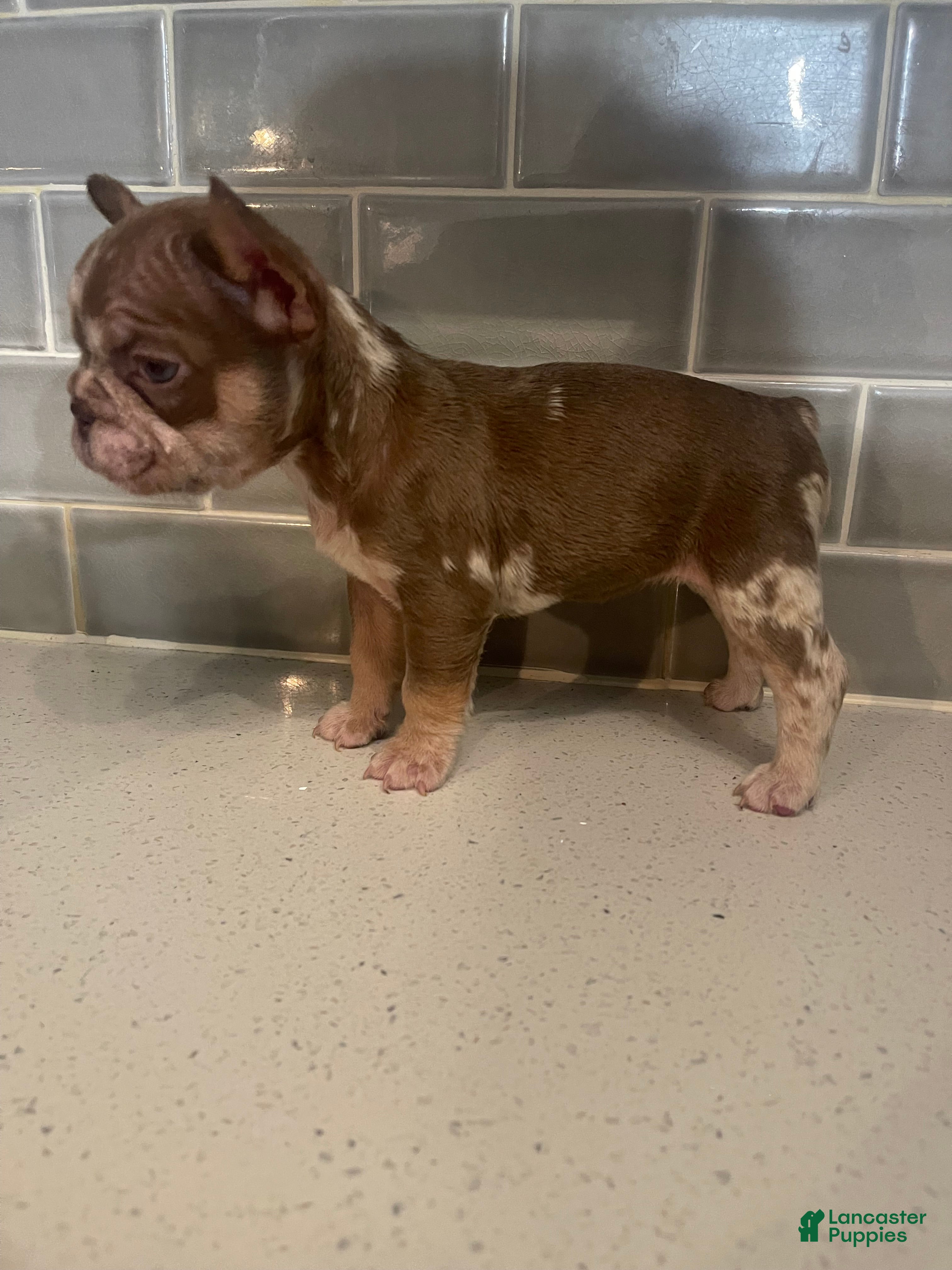 French Bulldog dogs RiRi - Ad 2