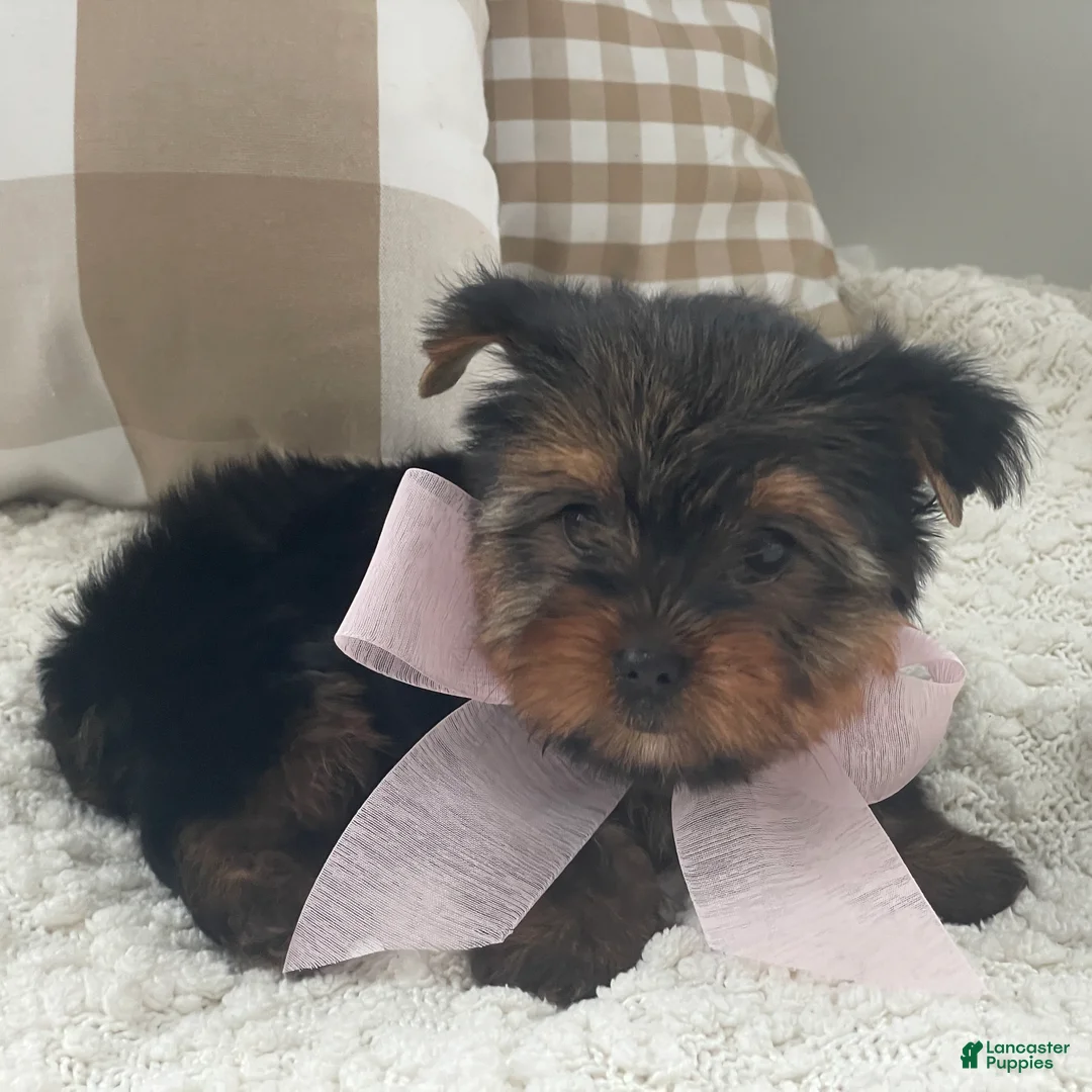 Yorkshire Terrier dogs for sale: Freya - Ad 12