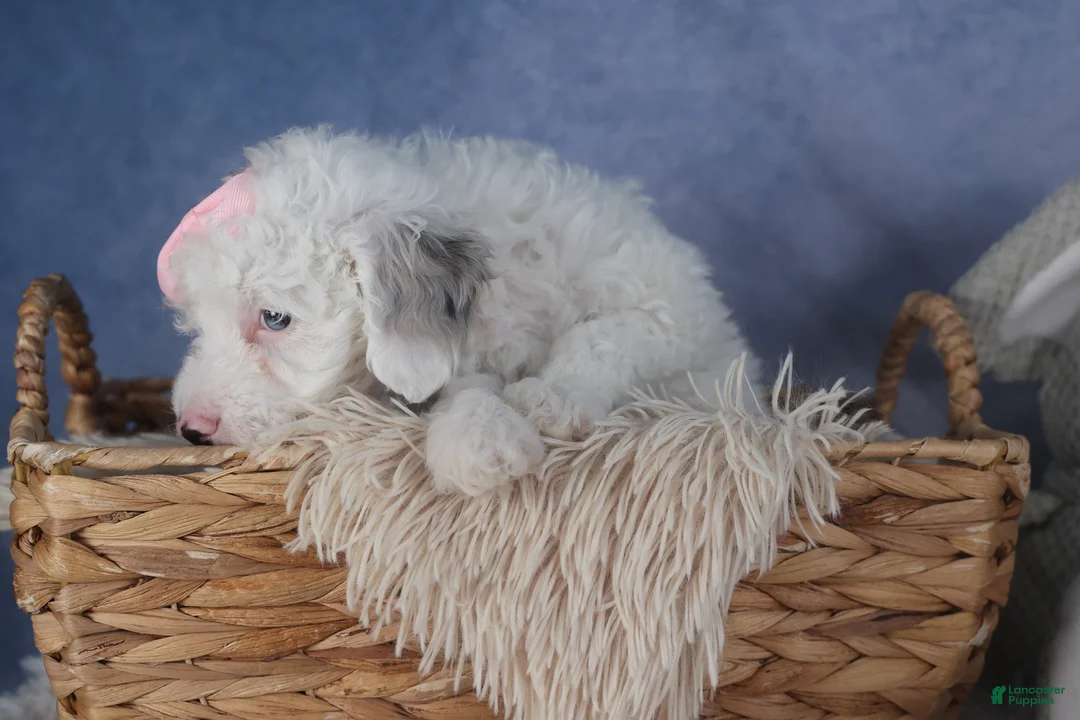Miniature Poodle dogs for sale: Riley - Ad 5