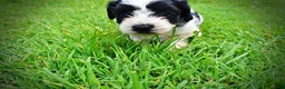 Havapoo dogs for sale: Shadow - Ad 12