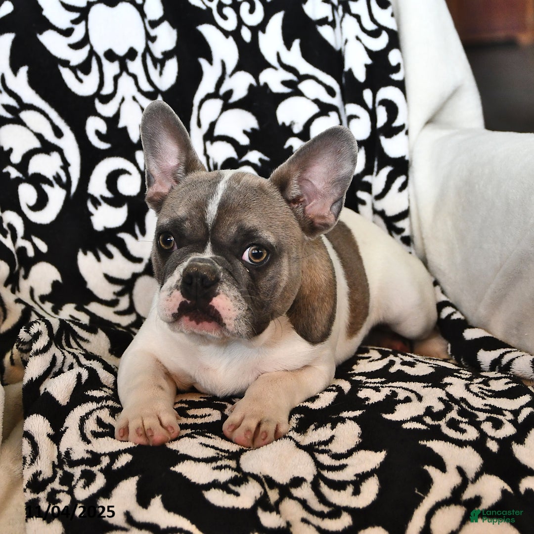 French Bulldog dogs for sale: Timber - Ad 4