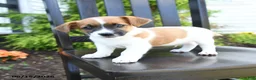 Jack Russell Terrier dogs for sale: Tucker - Ad 2