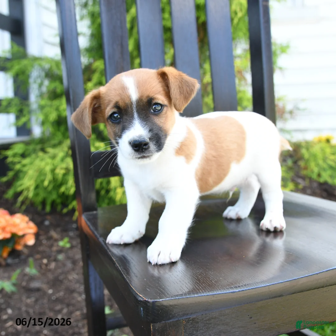 Jack Russell Terrier dogs for sale: Tucker - Ad 2