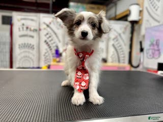 Mixed Breed dogs Slate - Ad 21