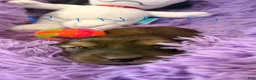 Dachshund dogs for sale: Dachshund 1 - Ad 3