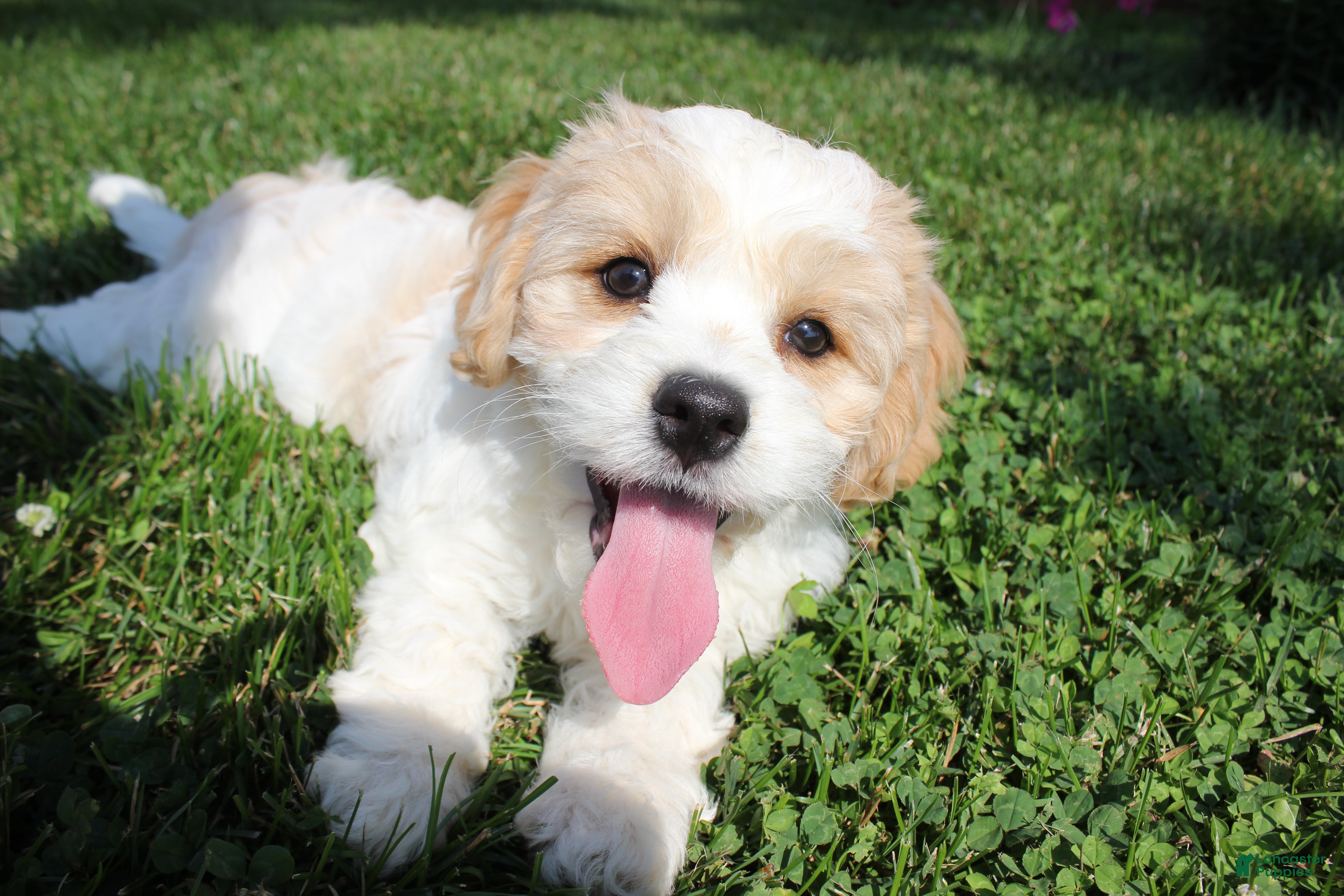 Cavachon dogs Apollo - Ad 2