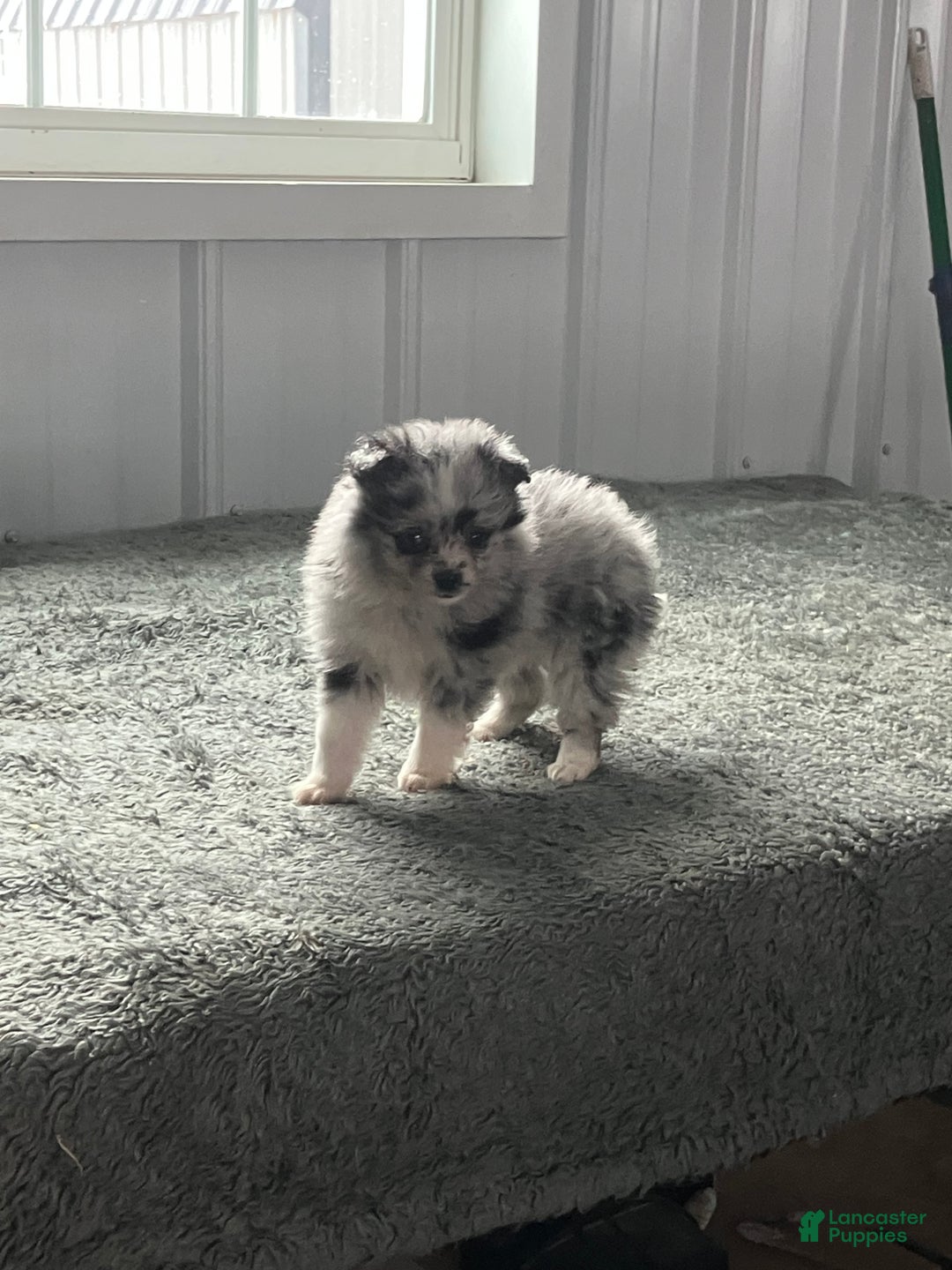 Mixed Breed dogs for sale: Julie - Ad 2