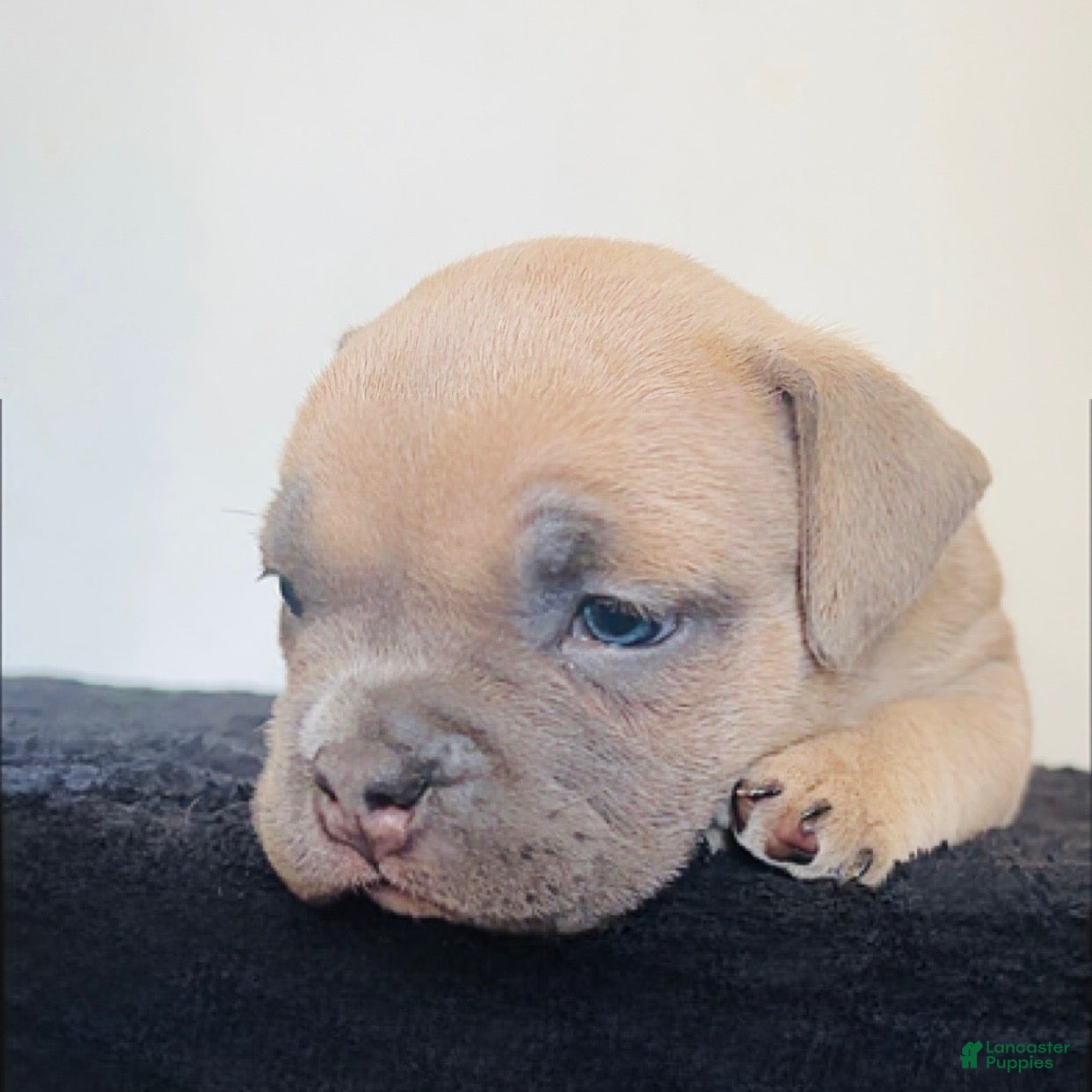American Bully dogs Sina - Ad 1