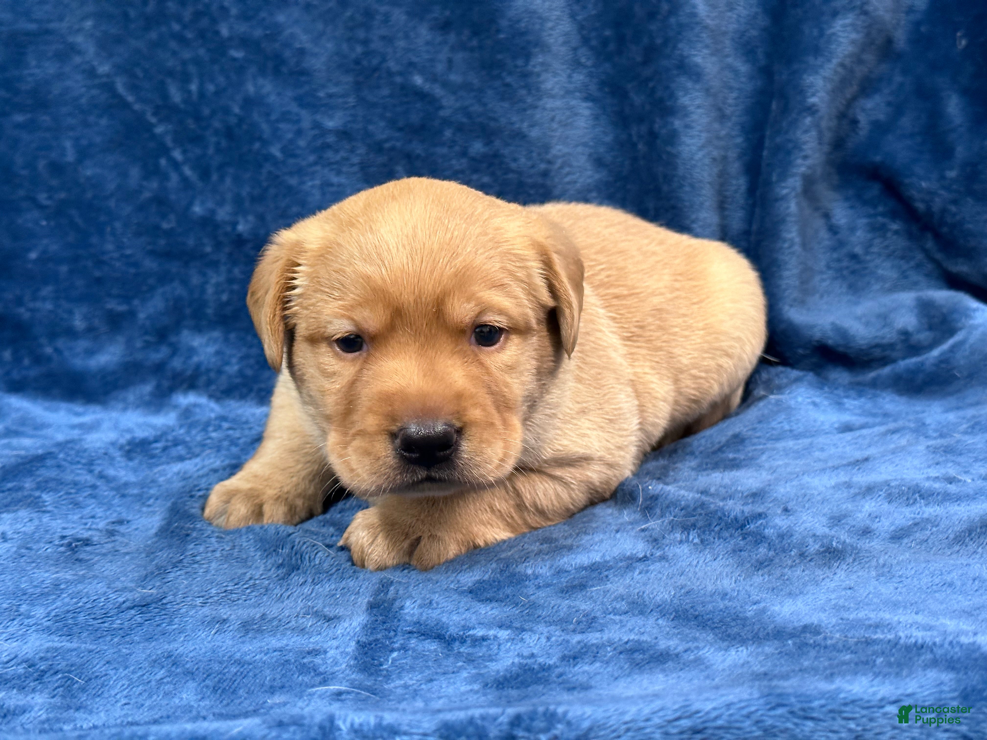 Labrador Retriever dogs Female #2 aka second born puo - Ad 2
