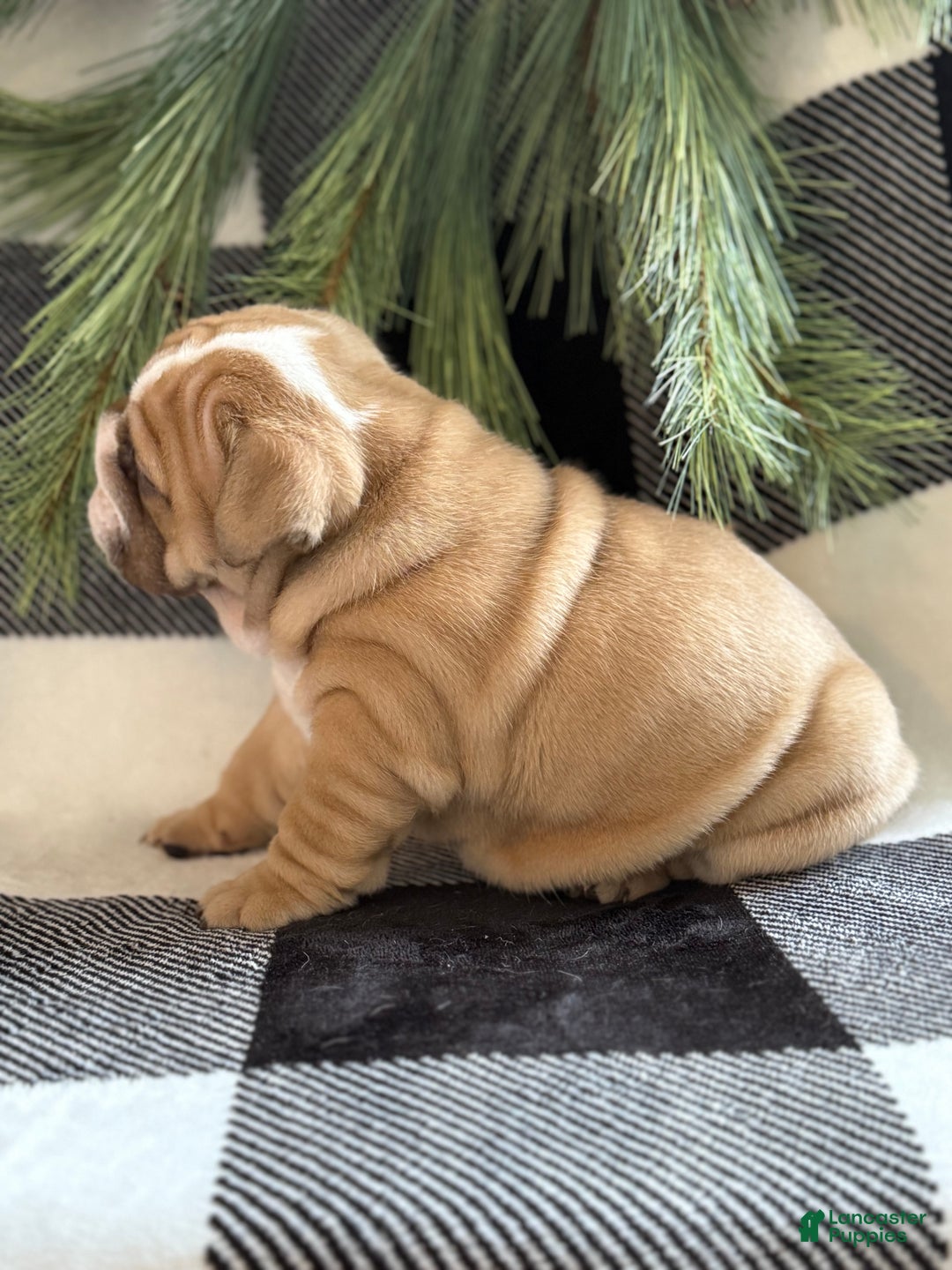 English Bulldog dogs for sale: Gracie - Ad 3