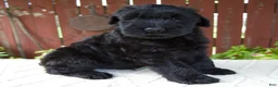 Giant Schnauzer dogs for sale: Theodore - Ad 2