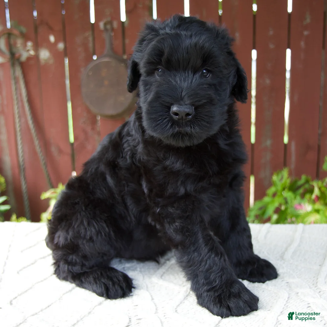 Giant Schnauzer dogs for sale: Theodore - Ad 2