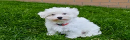 Maltese dogs for sale:  Jaden - Ad 2