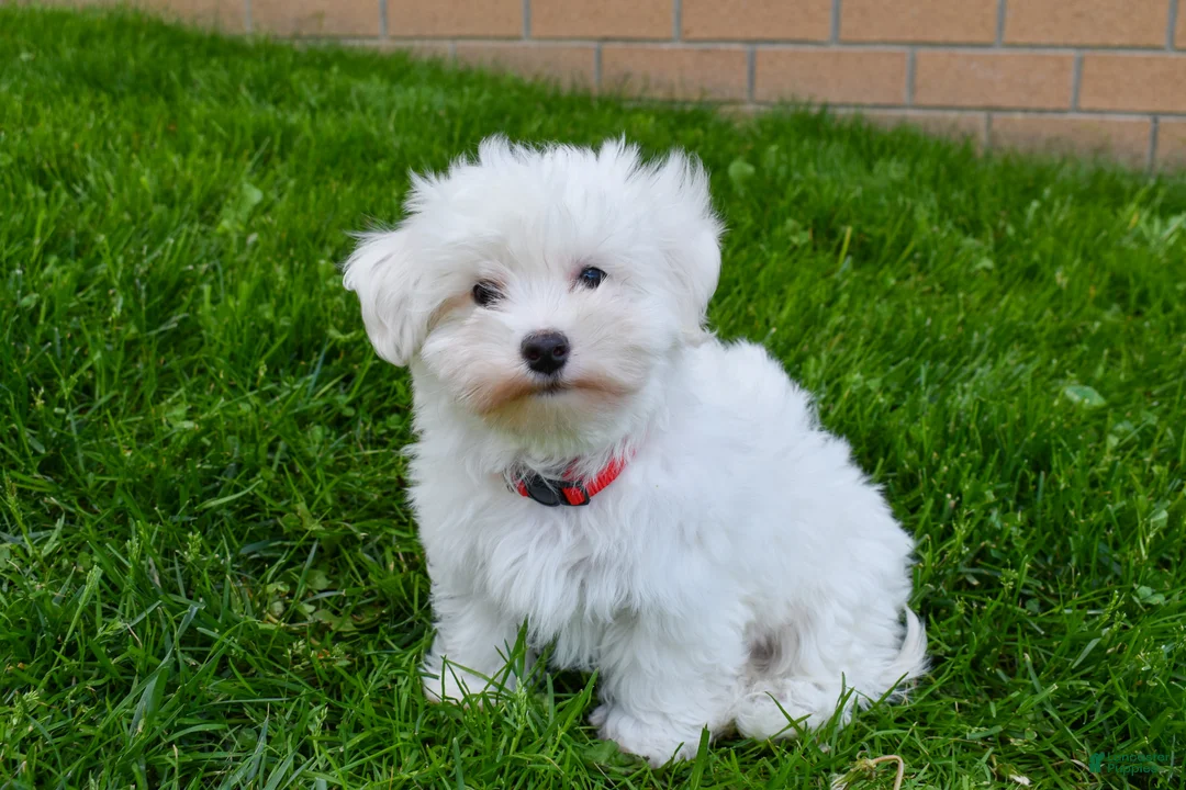 Maltese dogs for sale:  Jaden - Ad 2