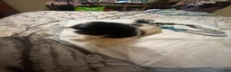 Shorkie dogs for sale: Shorkie 5 - Ad 6