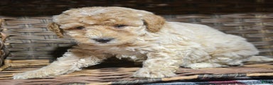 Miniature Poodle Puppy 5 Portia