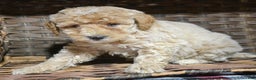 Miniature Poodle dogs for sale: Miniature Poodle Puppy 5 Portia - Ad 1