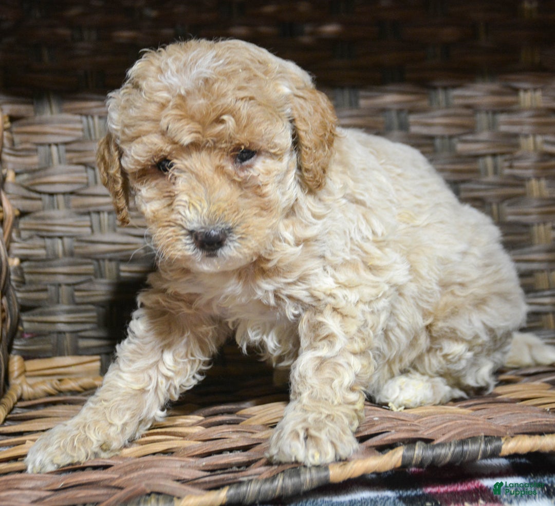 Miniature Poodle dogs for sale: Miniature Poodle Puppy 5 Portia - Ad 1
